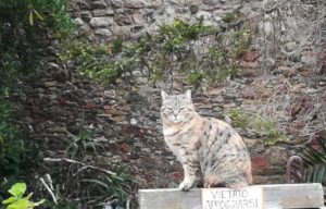 Gatti, un gatto nel Castello di Santa Severa