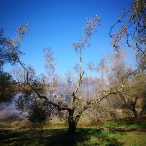 Olio, Un olivo della Tuscia viterbese