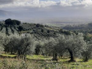 Olivo, Gli uliveti dominano le colline italiane